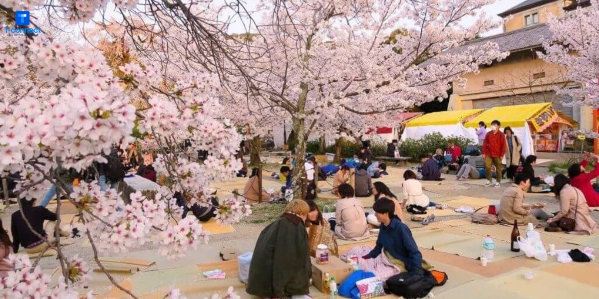 Lễ hội hanami.