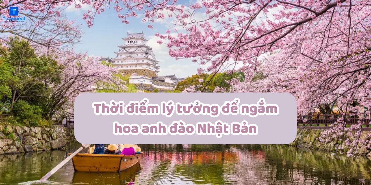 Thời điểm lý tưởng để ngắm hoa anh đào Nhật Bản.