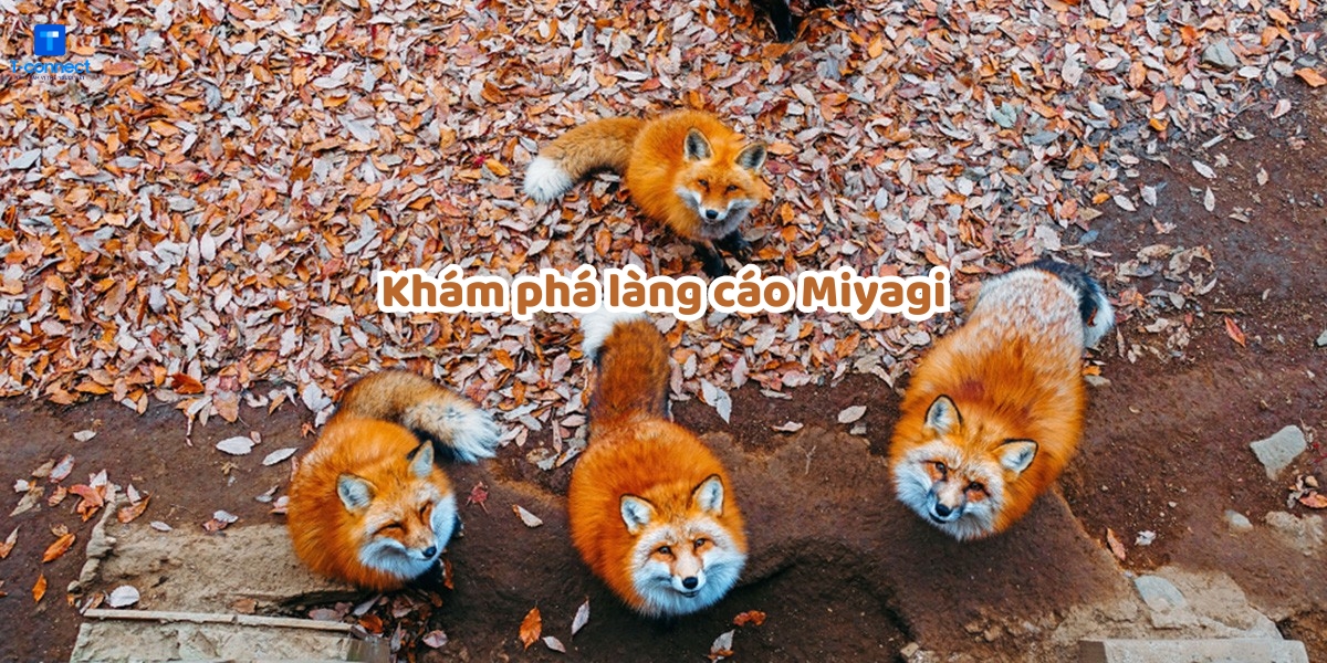 Làng cáo Miyagi độc đáo tại Nhật.