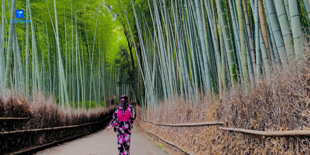 Rừng trúc Arashiyama xanh mát vào mùa hè