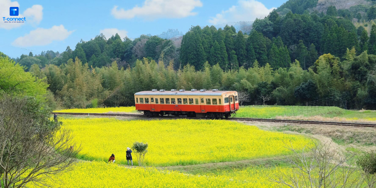 Cánh đồng hoa cải vàng thơ mộng ở Minamiboso, Chiba.