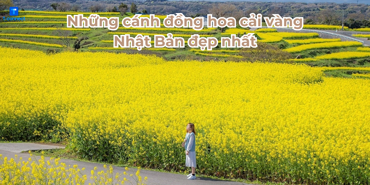 Những cánh đồng hoa cải vàng Nhật Bản đẹp nhất.