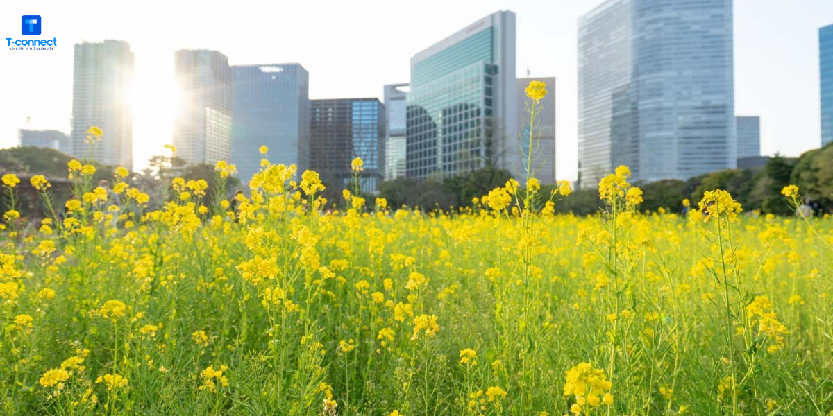 Sắc hoa cải vàng trong lòng thủ đô Tokyo.