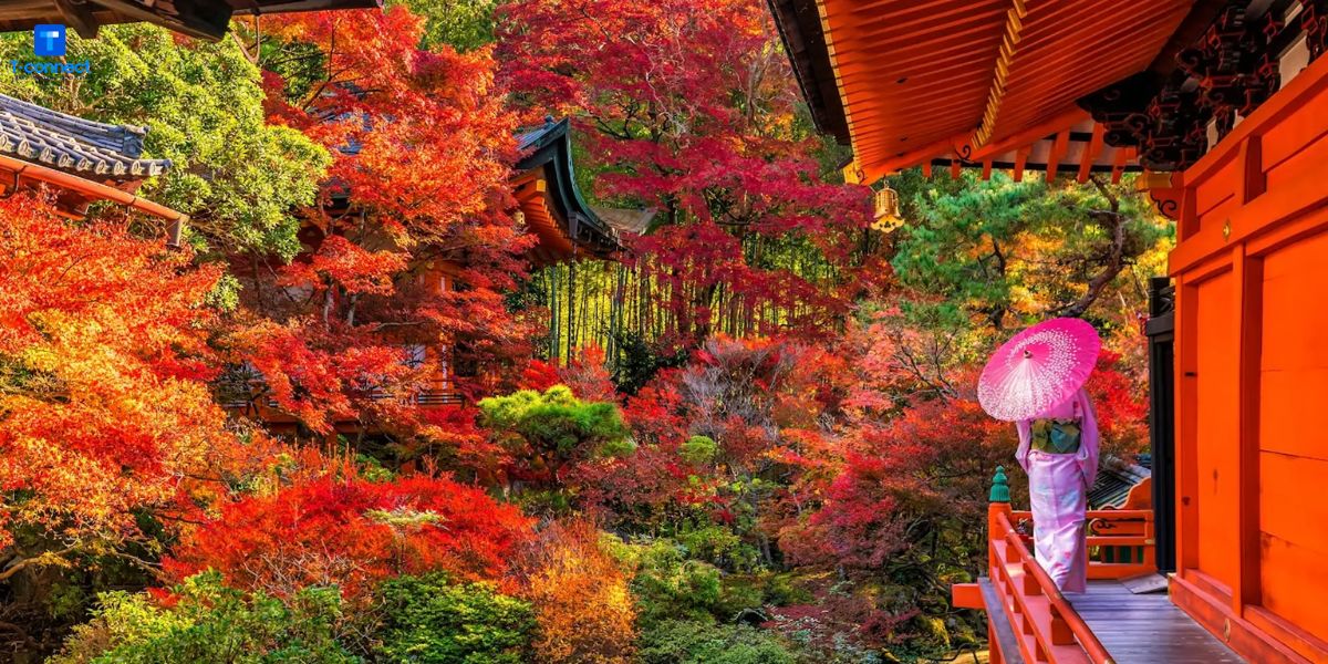 Bạn có thể thuê kimono để có những bức ảnh nghệ thuật với cảnh sắc mùa lá đỏ ở Nhật Bản.