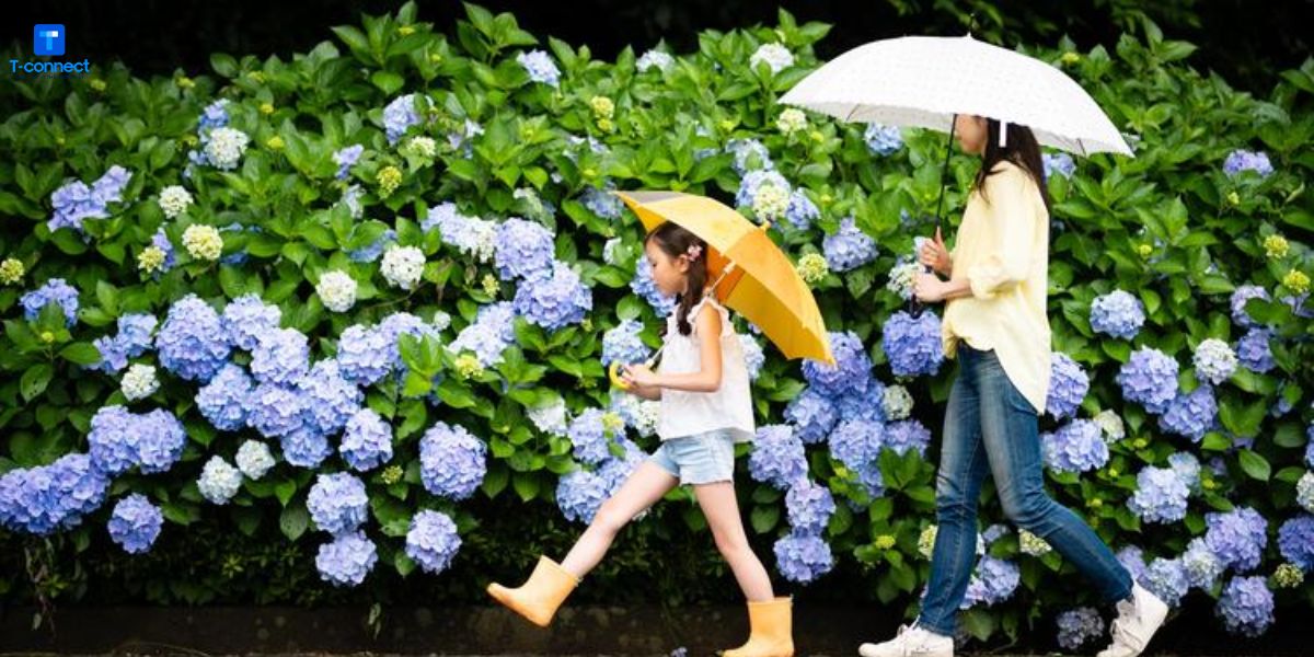 Nên làm gì vào mùa mưa ở Nhật?